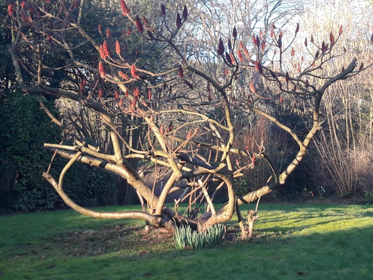 Un Grand Jardin En Ville. Chez Guy Uccle 外观 照片